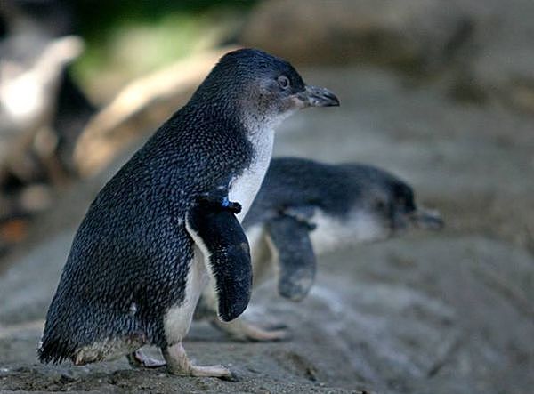 ▲▼澳洲南部花岗岩岛（Granite Island）附近的企鹅。 （图／翻摄自Facebook／Save Granite Island`s Penguins）