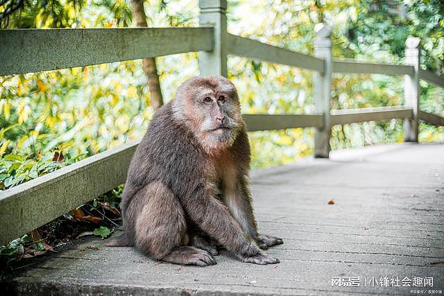 女子和猴子发生争执，打得满脸是伤，被留在景区办公室，动物没被抓，仍然“逍遥法外”（组图） - 2