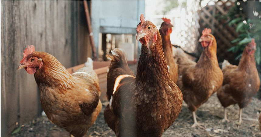 全球第2例！ 美国爆「人感染H5N1禽流感」 疑参与扑杀工作遭传染