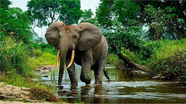 森林象生活在非洲中部的雨林中，破坏植被的生长(Credit: Getty Images)