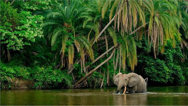 通过量化森林象在日常生活中减少碳排放的价值，研究人员希望能够促进保护大象。(Credit: Getty Images)
