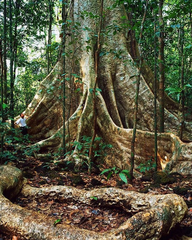 当大象穿过森林时，它们会吃掉并碾压较小的树木，为较大的树木留下更多的生长和碳储存空间(Credit: Getty Images)