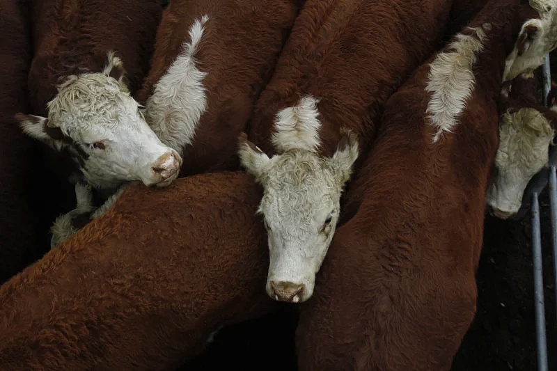 印尼爆发口蹄疫，澳洲畜牧业出口恐受影响，政府正努力确保供应链安全（图） - 2