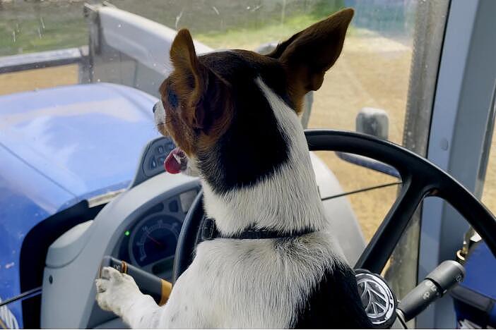 维州狗狗竟会开车帮忙干活，主人夸奖：她乐意尝试，还很努力（视频/组图） - 7