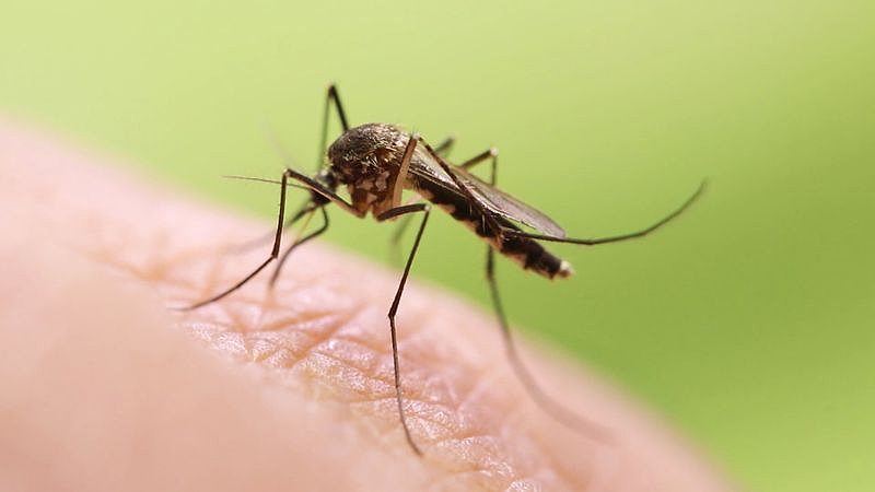 悉尼发现蚊媒病毒，感染症状与流感类似！卫生厅发布健康警告（组图） - 2