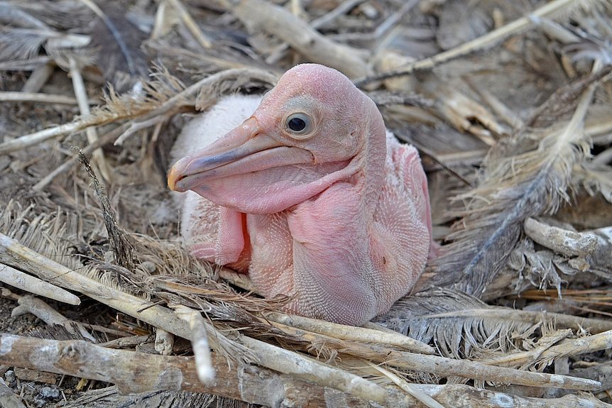 A small pink, baby pelican sitting amongst some feathers. 