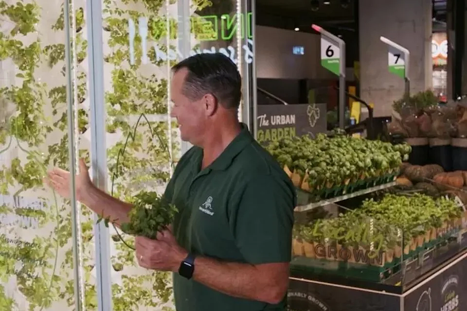 Woolworths在悉尼推出店内“垂直农场”，各类香草$3/束！新鲜又环保（组图） - 3