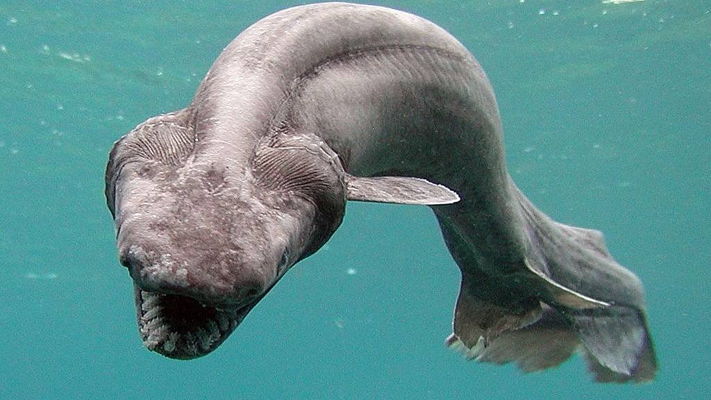 远古奇鲨现踪杀害猎物方法独特：300颗尖锐牙齿「钉死猎物」