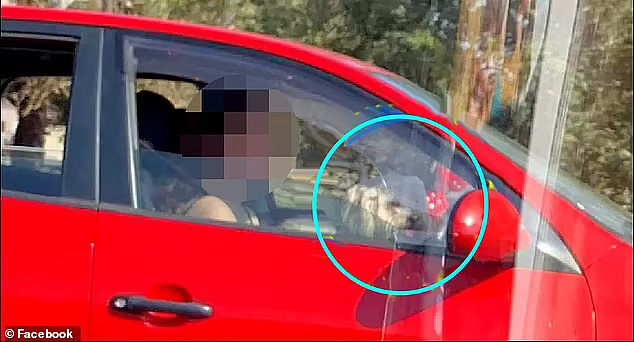 澳女开车让狗狗坐腿上遭网友谴责，这样做小心被罚$5500！车主还可能面临监禁（图） - 2