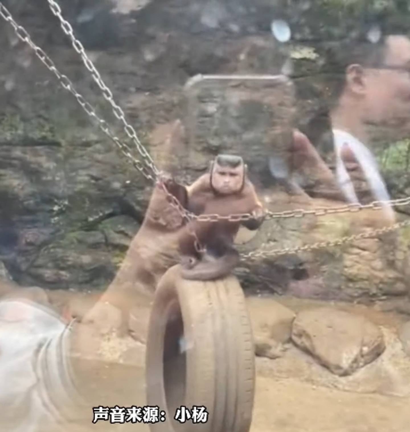 有游客在动物园看到一只「国字脸秃头猴子」。 （影片截图）