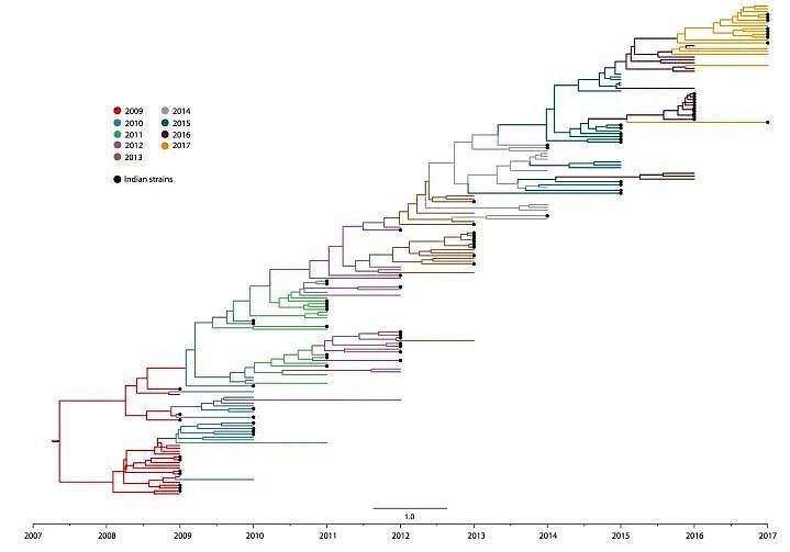 甲型 H1N1p 流感病毒的进化树
