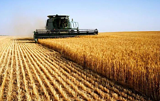 印度突然禁止小麦出口，粮食股能否再创新高