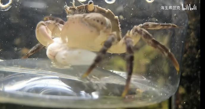 上海封控中，一只螃蟹顽强地活着（视频/组图） - 5