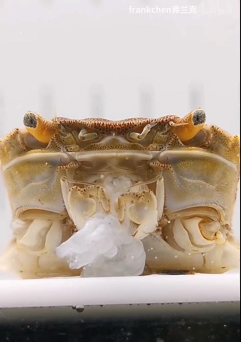 上海封控中，一只螃蟹顽强地活着（视频/组图） - 4