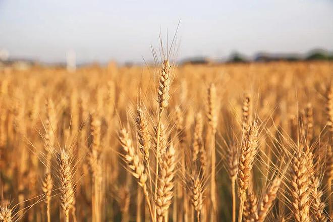 夏粮最低收购价全面提高 小麦每50公斤涨2元（图） - 1