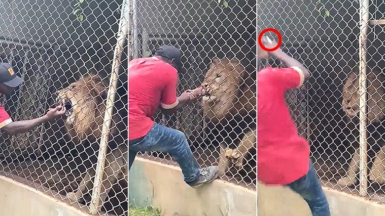 动物园工作人员戏弄狮子，结果手指皮肉被咬掉。 翻摄自推特