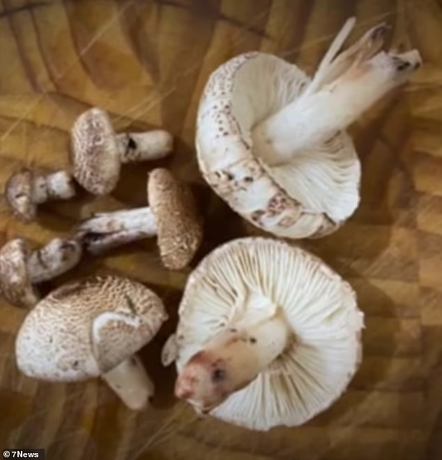 新州野蘑菇中毒人数激增，当局警告：无可靠方法鉴别，最好完全避免采食（图） - 2