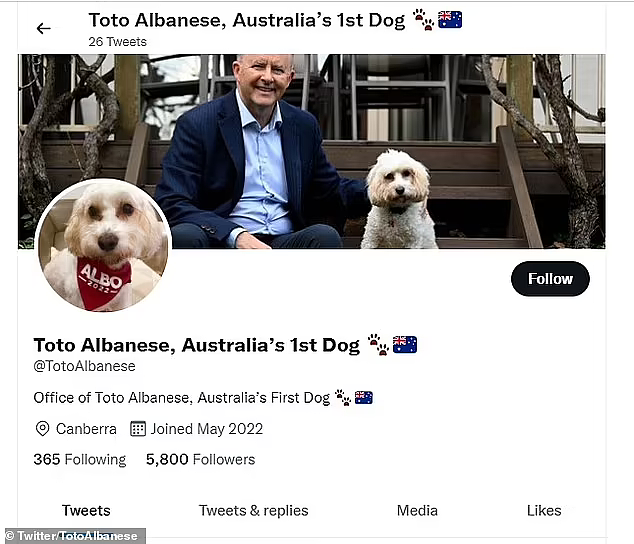 “澳洲第一狗狗”！支持者为艾博年爱犬创建推特账号，6小时涨粉8000（组图） - 3