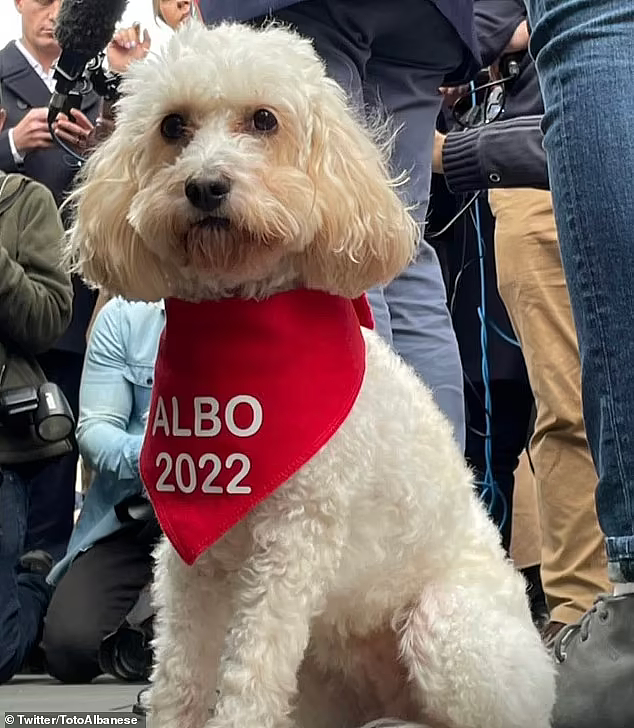 “澳洲第一狗狗”！支持者为艾博年爱犬创建推特账号，6小时涨粉8000（组图） - 2