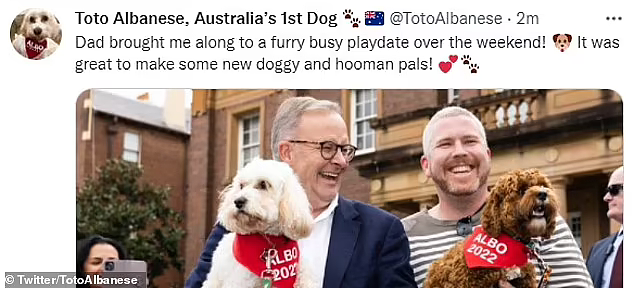 “澳洲第一狗狗”！支持者为艾博年爱犬创建推特账号，6小时涨粉8000（组图） - 5