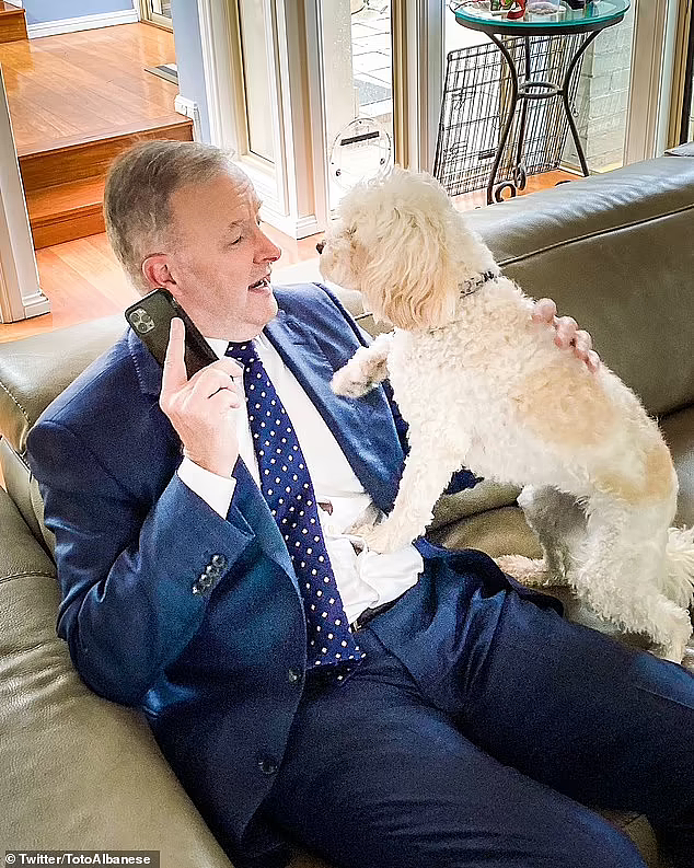 “澳洲第一狗狗”！支持者为艾博年爱犬创建推特账号，6小时涨粉8000（组图） - 4