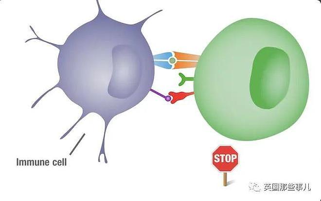 美国开始人体实验新型溶瘤病毒 治愈癌症新希望?（组图） - 3
