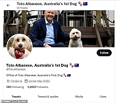 “澳洲第一狗狗”！支持者为艾博年爱犬创建推特账号，6小时涨粉8000（组图）
