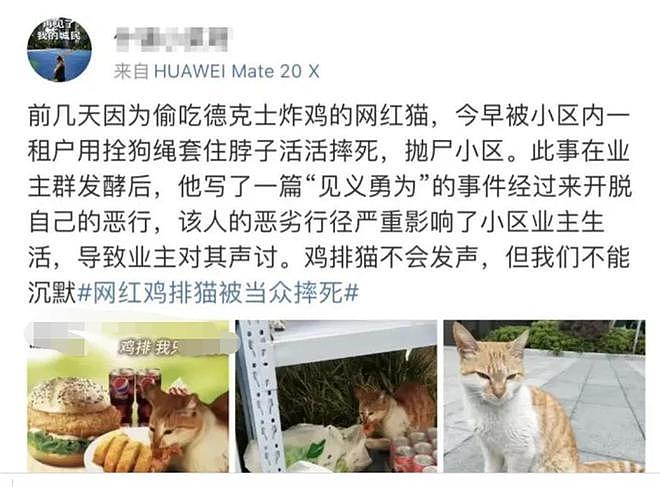 上海一网红流浪猫被虐杀 死去的猫需要一个说法（图） - 1