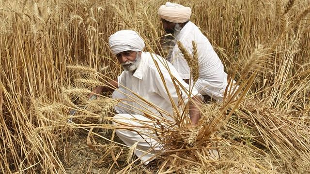 印度旁遮普邦阿姆利则市郊农民在人手收割小麦（12/4/2022）