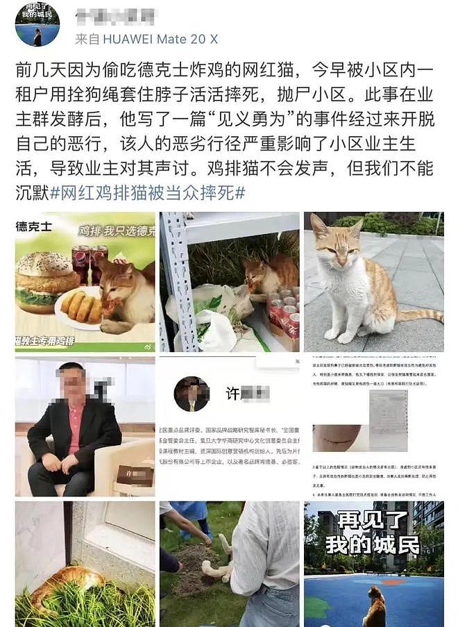上海因疫情走红的“鸡排猫”疑遭虐杀？当事人非“复旦教授”（组图） - 7