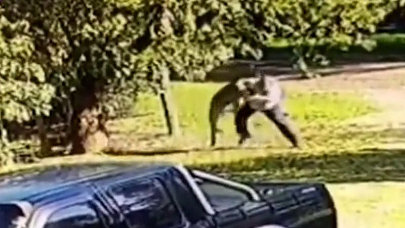 视频曝光！新州男子遭袋鼠袭击，被逼角落抄起棍棒自卫（视频/图） - 2
