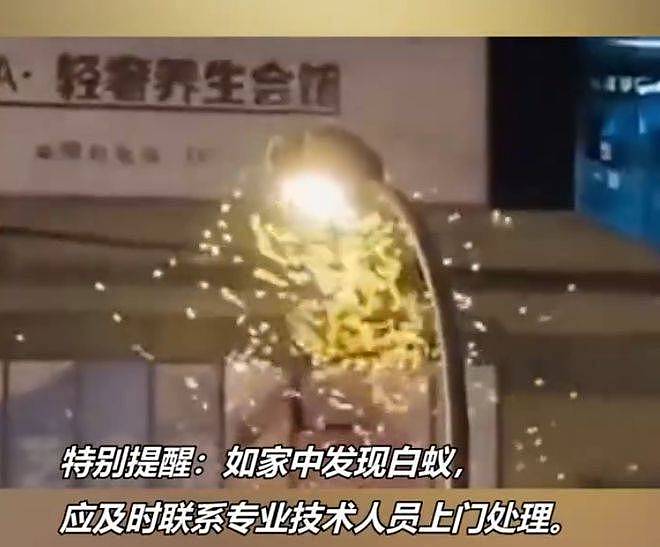 上海白蚁大爆发，为何一夜之间突然出现？原来竟是为了“找对象” （组图） - 1