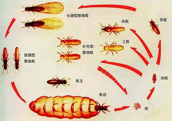 上海白蚁大爆发，为何一夜之间突然出现？原来竟是为了“找对象” （组图） - 7