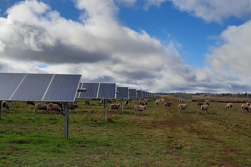 羊群在太阳能板周围吃草。
