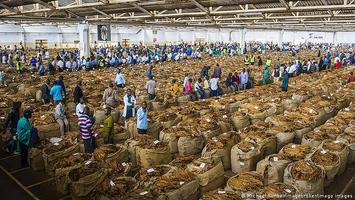 Malawi Lokale Arbeiter zwischen riesigen Taschen mit getrockneten Tabakbättern in einer Halle 