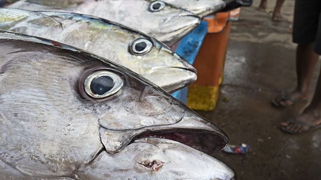 所罗门群岛首都霍尼亚拉一处鱼市场上摆卖的黄鳍金枪鱼（资料图片）