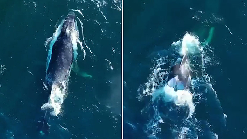 悉尼海域惊现“罕见”鲸鱼，尾巴卷曲似爱心！“可能生来就如此”（组图） - 2