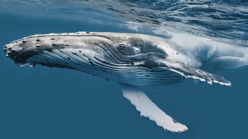 悉尼海域惊现“罕见”鲸鱼，尾巴卷曲似爱心！“可能生来就如此”（组图） - 3