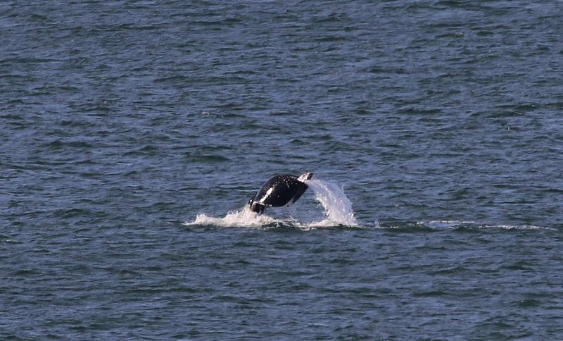 悉尼海域惊现“罕见”鲸鱼，尾巴卷曲似爱心！“可能生来就如此”（组图） - 4
