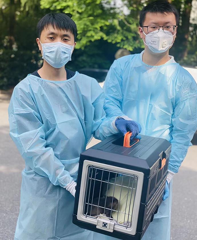 上海居民因疫情收养“小狗”两个月，发现竟是国家二级保护动物（组图） - 1