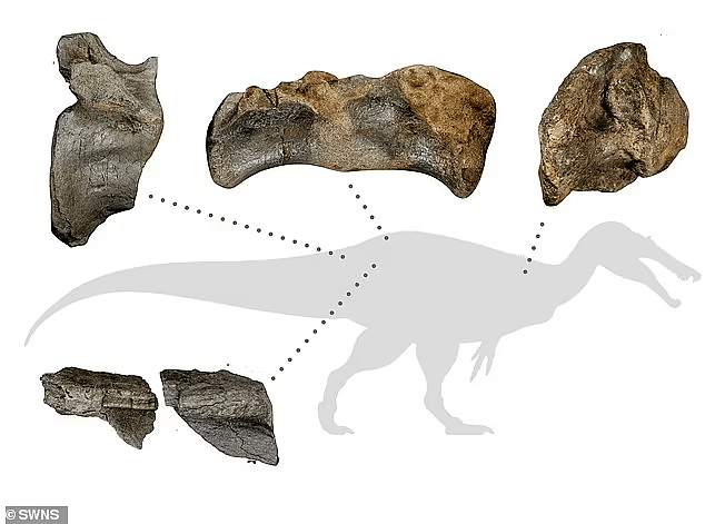 英国惊现鳄鱼脸恐龙 或是欧洲最大陆地食肉动物（组图） - 5