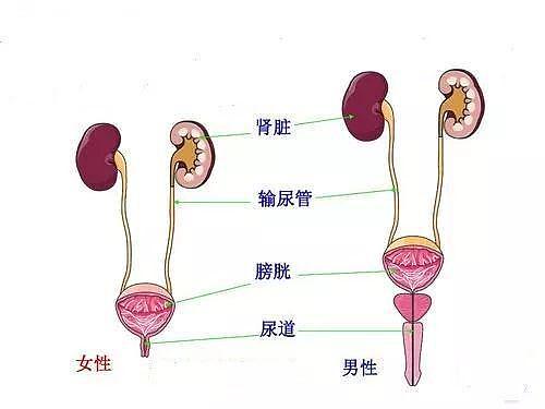 【两性】啪啪啪后尿尿有讲究，男女大不同，男生有3件事不能急，女生有2件事不能拖（组图） - 4