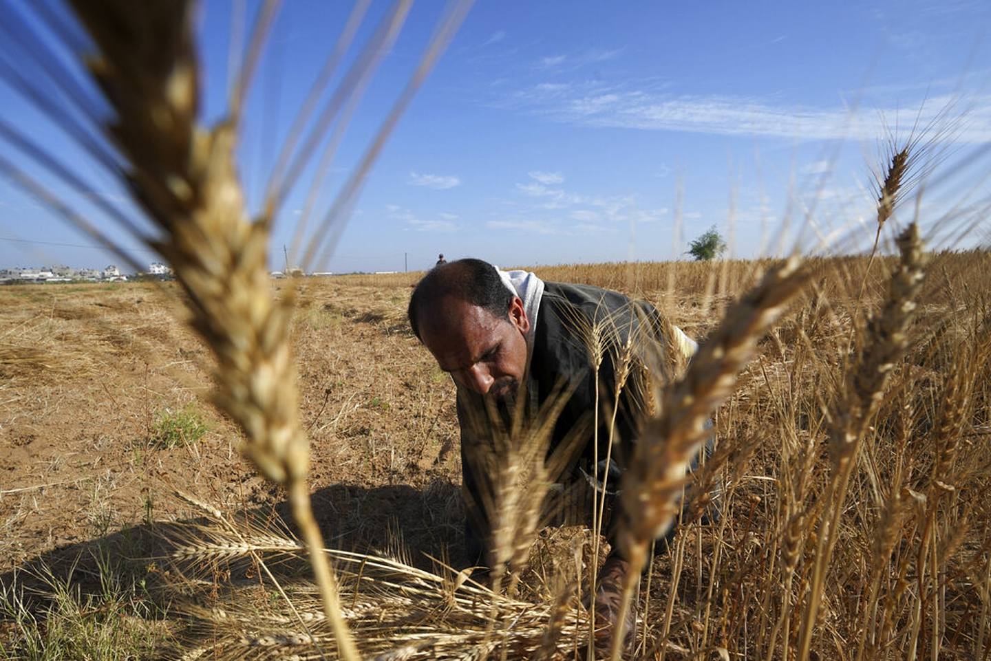 图为5月20日，加沙地带以南的汗尤尼斯，农民正在收成。 （AP）