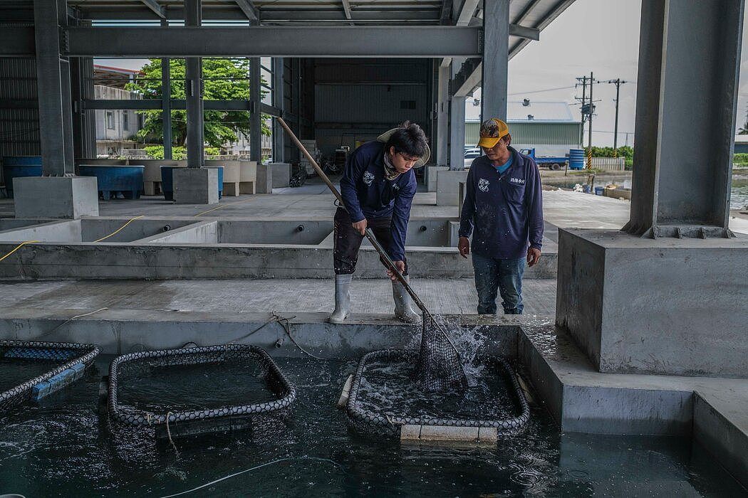 台湾枋寮的一家石斑鱼养殖场和鱼类加工厂，摄于本月早些时候。台湾去年石斑鱼出口的91%销往中国。