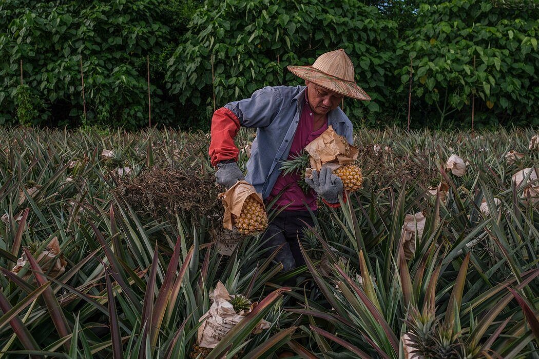 南部城市高雄的菠萝种植者、61岁的谢坤淞说，中国停止从台湾进口菠萝后，台湾人的大力支持让他的生意比以前更加兴旺。