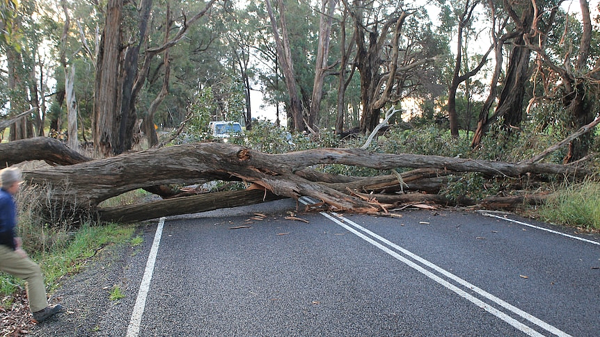 三天倒两棵树，澳繁忙公路引担忧！居民：开车像在“赌命”，两级政府“互相指责”（组图） - 2