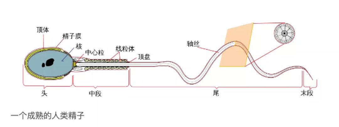 中国大学生5个精子4个不合格，这届精子真不行了?（组图） - 4