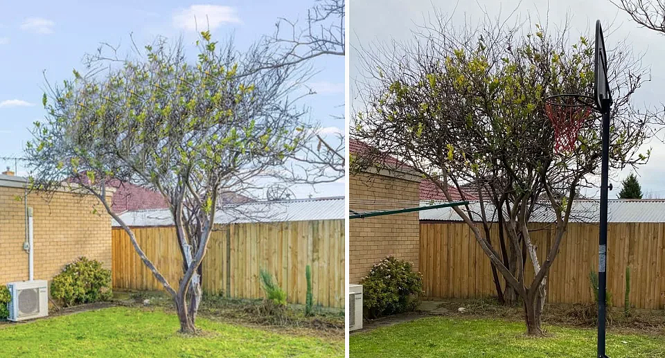 澳洲一处房产照片引热议，网友调侃后院树叶像是ps！中介回应（组图） - 3