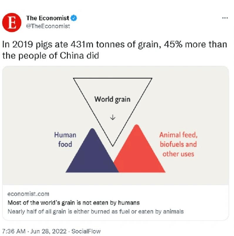 英国「经济学人」的一篇文章称猪吃的食物比中国人还多。 （取材自推特）