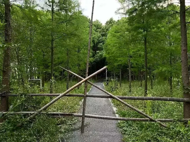 浦江郊野公园里，四处空旷、久未有人到访的路面，解封后依然竖立着防止进入的木栅栏。摄影：熊仔。